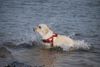 Urlaub mit dem Hund