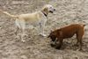 Der Hundestrand
